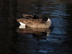 Preening Prints: A preening canadian goose (branta canadensis) on the pond in the Rheinaue park in Bonn