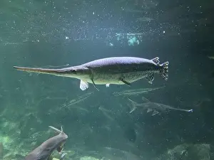 Native Species Prints: A prehistoric alligator gar glides through the water