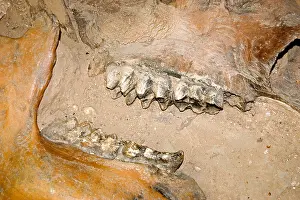 Skeletal Prints: Prehistoric jawbone being excavated in archeological dig