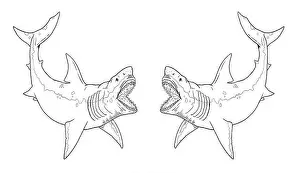 Fish Illustration Prints: Prehistoric shark - megalodon. Big shark drawing