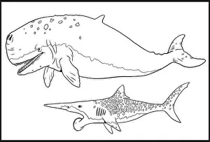 Whale Prints: Prehistoric whale Livyatan and shark Helicoprion