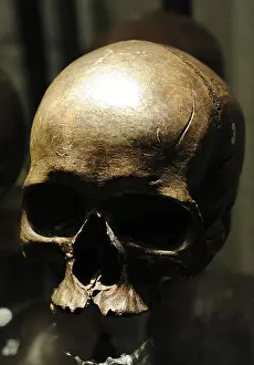 Prehistory Prints: Prehistory. Finland. Levanluhta swampy. Skull