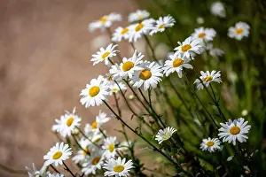 Daisies Prints: Pretty daisies in the late spring sunshine