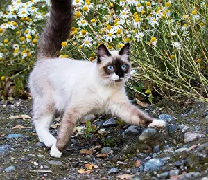 Daisies Prints: Pretty Kitty playing in daisies