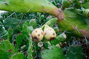 Invasive Prints: Prickly pear fruit on a cactus tree