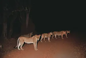 Big Five Prints: Pride of Lionesses on road at night South Luangwa National Park Zambia