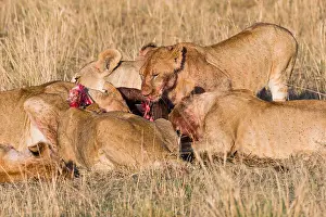 Flesh Prints: Pride of lions feeding on prey (wildebeest) in savanna