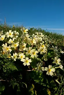 Wild Flowers Prints: A Primrose (Primula vulgaris) flowering in spring in the British countryside
