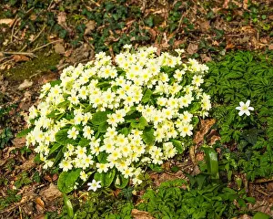 British English Prints: Primroses (Primula vulgaris) flowering at Royal Horticultural Society (RHS) Garden