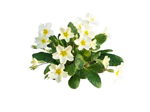 Pale Prints: Primula vulgaris or primrose pale yellow flowers isolated on white