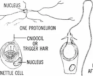 Bookcollectionbiodiversity Prints: Principles of modern biology. Biology