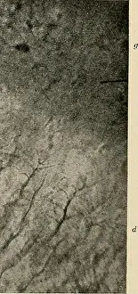 Bookdecade1920 Prints: Principles and practice of operative dentistry
