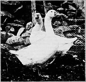 Geese Prints: Principles and practice of poultry culture