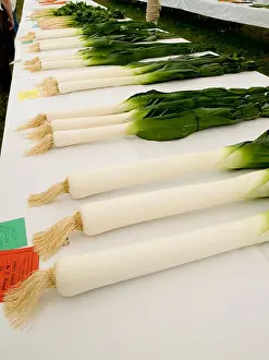 Leek Prints: Prize winning leeks at horticultural show, UK