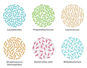 Microorganism Prints: Probiotic bacteria. Good microorganisms for healthy bacterial flora