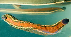 Sucker Prints: Production tank of medicinal leeches