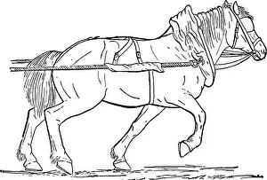 Booksubjecthorses Prints: Productive horse husbandry. Horses; Horses