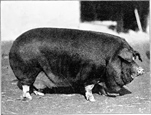 Productive swine husbandry. Swine