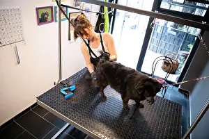 Trim Prints: professional pet hairdresser hipster woman with tattoos cutting fur of cute black dog in beauty salon for animals