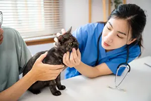 Cuddling Prints: Professional vet doctor helps cat