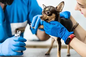 Treatment Prints: A professional veterinarian cuts the claws of a small dog of the Chihuahua breed on a manipulation table in a medical