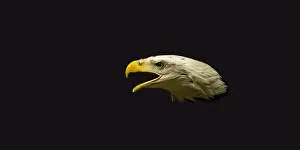 Haliaeetus Prints: Profile of an American bald eagle with dark background