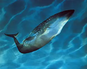Side profile of a Blue Whale underwater (Balsenoptera musculus)