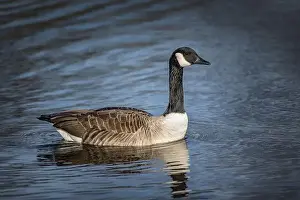 Geese Prints: Profile portrait of a Canada goose taken early on a cold sunny morning