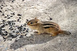 Cheek Prints: Profile view of a chipmunk. Sunflower seeds on the ground around him
