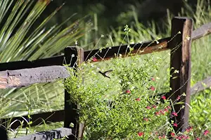 Close To Prints: Profile view of a hummingbird next to a wooden fence at Ramsey Canyon in Hereford, Arizona