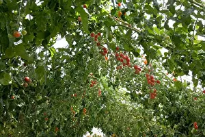 English Heritage Prints: A profusion of climbing tomatoes (F1 hybrid Sweet Petit) ripening in a Victorian greenhouse