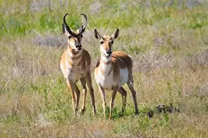 Buck Prints: A pronghorn Antilocapra americana) buck and doe standing in a field near Alturas California