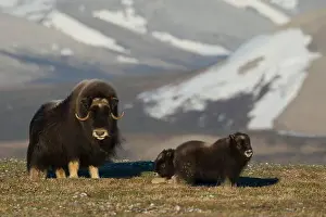 Musk Ox Prints: Protective musk ox parent, arctic tundra habitat around the Seward Peninsula, Alaska