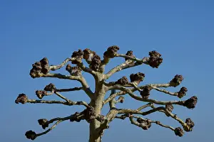 Spare Prints: pruned platanus tree branches in early spring in front of azure sky