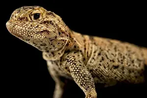Diurnal Prints: Przewalski toadhead agama (Phrynocephalus przewalskii)
