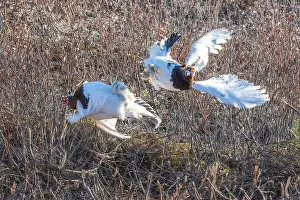 Grouse Prints: Ptarmigan Fight During Mating Season