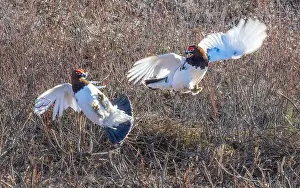 Grouse Prints: Ptarmigan Fight During Mating Season