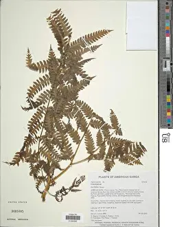Behavior Prints: Pteris tripartita Sw Pteris tripartita Sw.