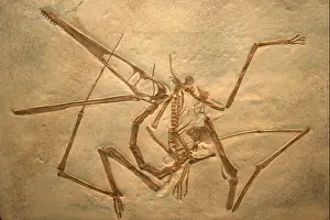 Reptilian Prints: Pterodactylus antiquus Cast Solnhofen Limestone of Bavaria