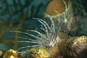 Venom Prints: Pterois antennata, commonly known as the Spotfin Lionfish