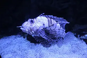 Blue Sea Prints: Pterois volitans with big eyes striped funny fish in water