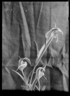 Orchid Prints: Pterostylis, circa 1910, by Fred Brockett