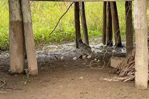 Amazonian Prints: Puerto Miguel, Peru, South America