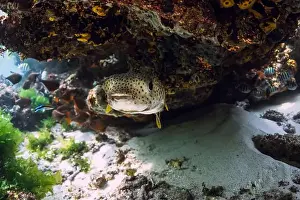 Blowfish Prints: Puffer fish swims near coral reef rock in tropical sea