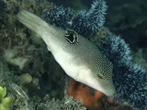 Percomorphaceae Prints: A pufferfish, Eye-spotted Pufferfish (Canthigaster solandri)