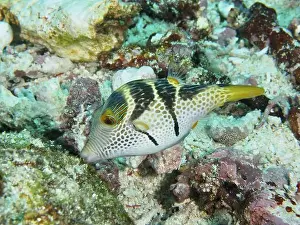 Swims Prints: A pufferfish with a striking pattern