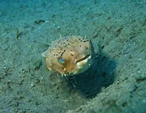 Puffer Prints: Pufferfish, Tetraodontidae Deep Sea Exploration 2025