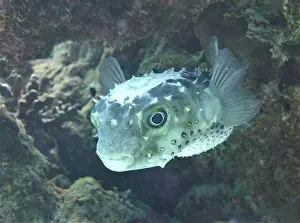 Puffer Prints: Pufferfish, Tetraodontidae Deep Sea Exploration 2025