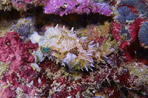 Puffer Prints: Pufferfish, Tetraodontidae Deep Sea Exploration 2025