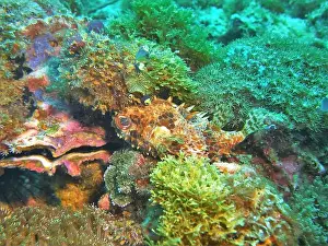 Puffer Prints: Pufferfish, Tetraodontidae Deep Sea Exploration 2025